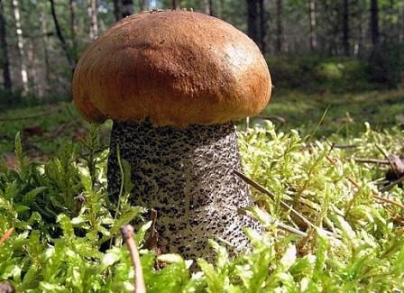   - Leccinum versipelle (Leccinum testaceoscabrum)